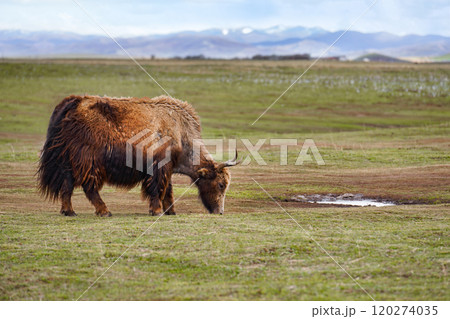 brown Yak in high attitude grassland 120274035