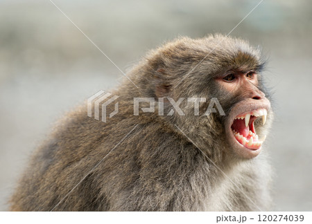 Portrait close-up of a monkey in the forest 120274039