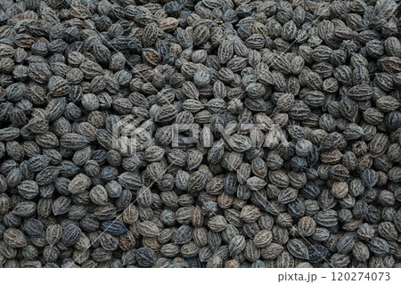 abstract background of organic black walnuts in shells abstract background of organic black walnuts in shells 120274073