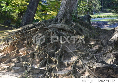 張り巡らされた木の根（毛越寺・浄土庭園／岩手県西磐井郡平泉町） 120274117