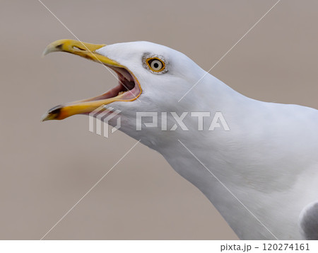 Scream Larus cachinnans on a blurred beautiful background Scream Larus cachinnans on a blurred beautiful background 120274161