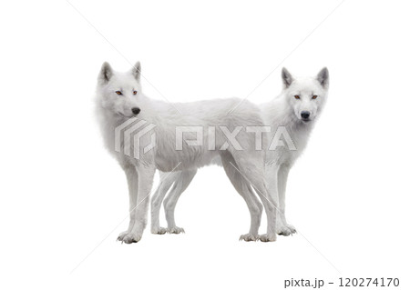 Arctic wolves isolated on white background 120274170