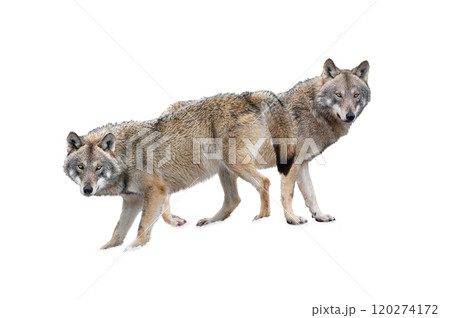 wolf and she-wolf isolated on white background. 120274172