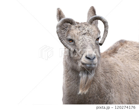 siberian ibex isolated on white background 120274176