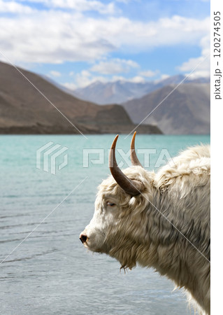 Close up of Big white Himalayan yak near the lake 120274505