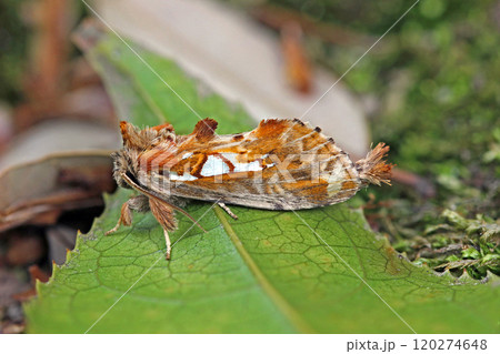 ウスイロギンモンシャチホコ Spatalia doerriesi ウスイロギンモンシャチホコ Spatalia doerriesi 120274648