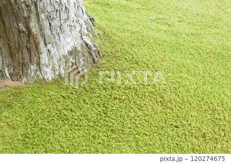 苔庭（瑞巌寺／宮城県宮城郡松島町） 120274675