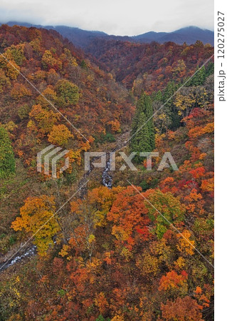 紅葉に染まる長野県なべくら高原 紅葉に染まる長野県なべくら高原 120275027