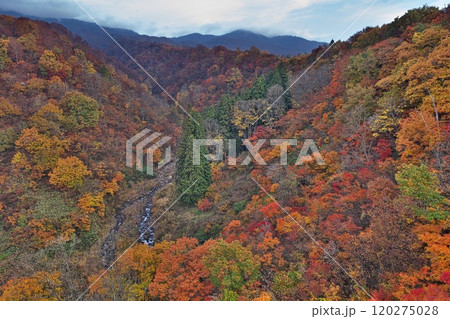 紅葉に染まる長野県なべくら高原 120275028