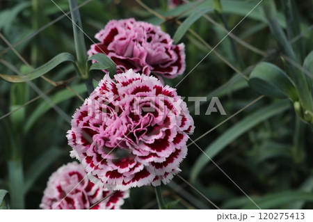 カラフルなカーネーション 120275413