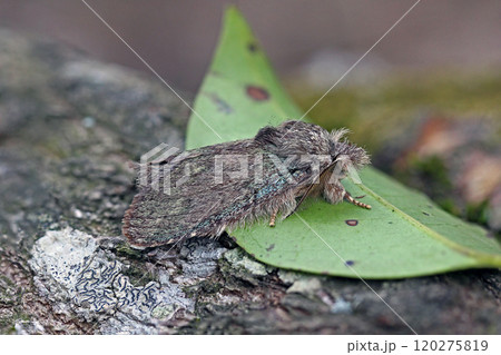 オオアオシャチホコ Syntypistis cyanea オオアオシャチホコ Syntypistis cyanea 120275819