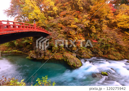 日光市　日光二荒山神社　神橋と大谷川の紅葉 120275942