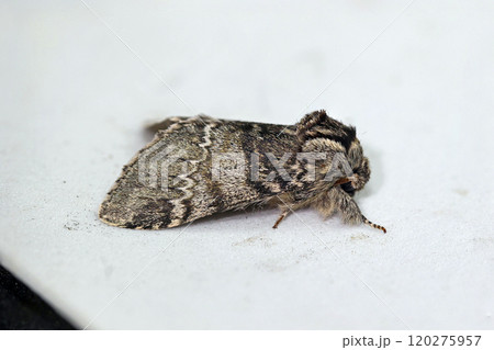 ノヒラトビモンシャチホコ Drymonia basalis ノヒラトビモンシャチホコ Drymonia basalis 120275957
