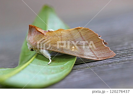 セダカシャチホコ Euhampsonia cristata セダカシャチホコ Euhampsonia cristata 120276437