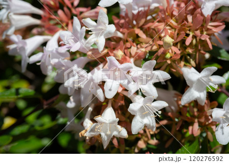 Close-up of abelia grandiflora flowers during summer flowering. Small white flowers on the bush. 120276592