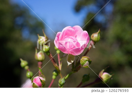 Pink ross before blooming in garden. Spring time pink ross in the garden. Catherine Deneuve rose bud. Selective focus. Close-up detail of a soft pink rose. Pink ross before blooming in garden. Spring time pink ross in the garden. Catherine Deneuve rose bud. Selective focus. Close-up detail of a soft pink rose. 120276593