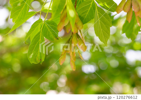 Acer negundo in the fall. Seed pods of box elder (Acer negundo) in the fall. Box Elder (acer Negundo) Seeds. 120276612