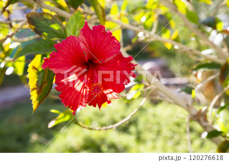 Close up of a large, red hibiscus -hibiscus rosa-sinensis- in kihei- maui, hawaii, united states of america Close up of a large, red hibiscus -hibiscus rosa-sinensis- in kihei- maui, hawaii, united states of america 120276618
