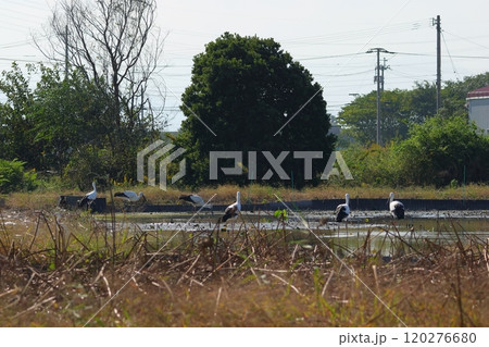 舞い降りた沢山のコウノトリ 120276680
