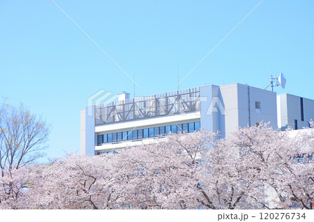 愛知県瀬戸市、瀬戸川沿いの桜と瀬戸市役所の風景 愛知県瀬戸市、瀬戸川沿いの桜と瀬戸市役所の風景 120276734
