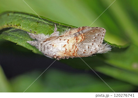 ヒメシャチホコ Stauropus basalis ヒメシャチホコ Stauropus basalis 120276741
