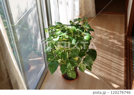 観葉植物　ポトス　日当たり良好 120276746