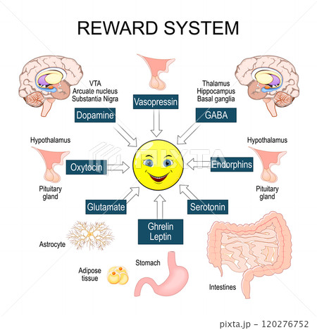 Reward system. Positive reinforcement. Addiction neuroscience. Motivation 120276752