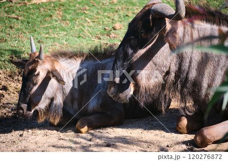Two resting wildebeests 120276872