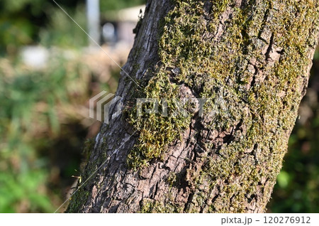 柿の木 柿の木 120276912