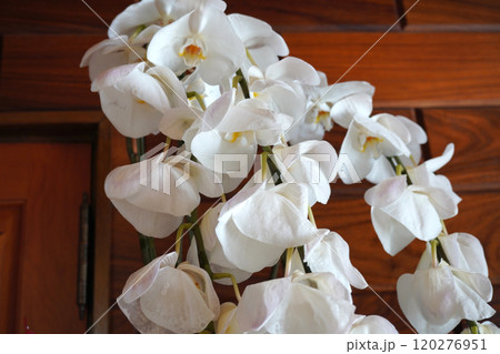 萎れた胡蝶蘭02 萎れた胡蝶蘭02 120276951
