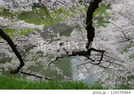 桜の名所皇居西側北の丸公園から上野千鳥ヶ淵緑道散歩1 120276964