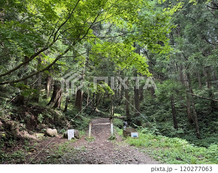 夏の登山道の入口(尖山　※富山県　立山町) 120277063