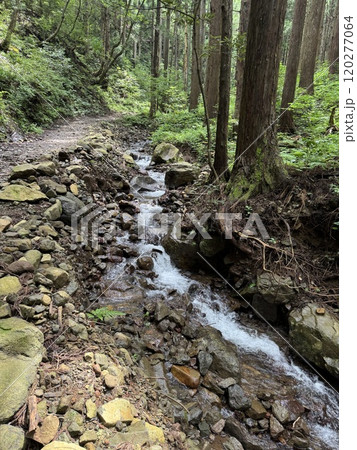 夏の登山道(尖山　※富山県　立山町) 120277064