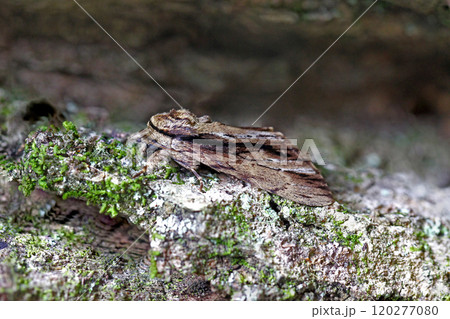 クビワシャチホコ Shaka atrovittatus クビワシャチホコ Shaka atrovittatus 120277080