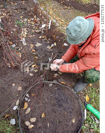 Pensioner presses and lays grapevine to the ground Pensioner presses and lays grapevine to the ground 120277535