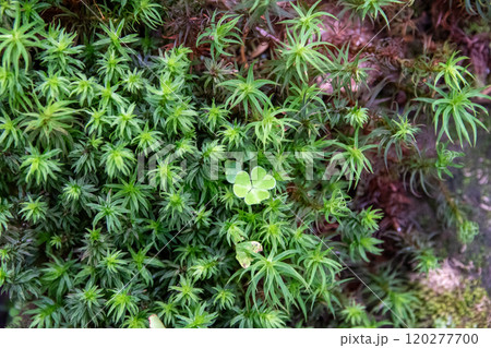 神秘的な苔と原生林 120277700