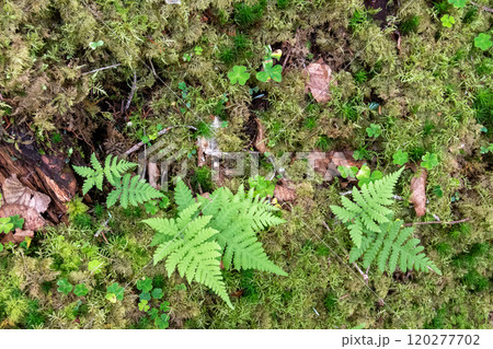 神秘的な苔と原生林 120277702
