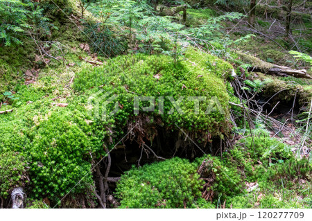 神秘的な苔と原生林 120277709