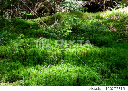 神秘的な苔と原生林 神秘的な苔と原生林 120277716