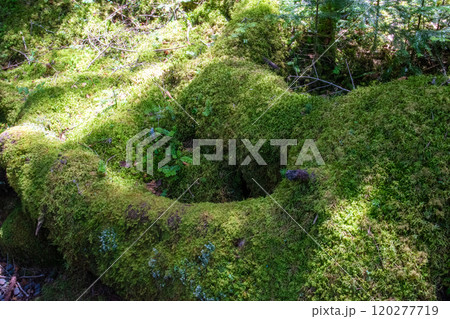 神秘的な苔と原生林 120277719