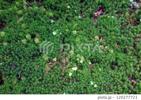 神秘的な苔と原生林 神秘的な苔と原生林 120277721