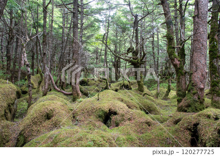 神秘的な苔と原生林 120277725