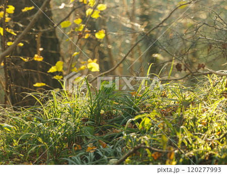 Lush green grass and vibrant foliage bask in the warm sunlight of a calm forest during autumns embrace 120277993