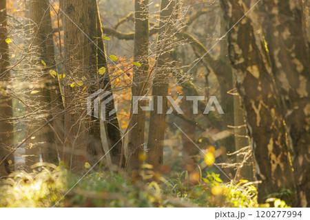 Golden light filters through autumn trees in a tranquil forest during the warm afternoon hours 120277994