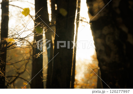 Golden sunlight filtering through trees in a serene autumn forest during early morning hours 120277997