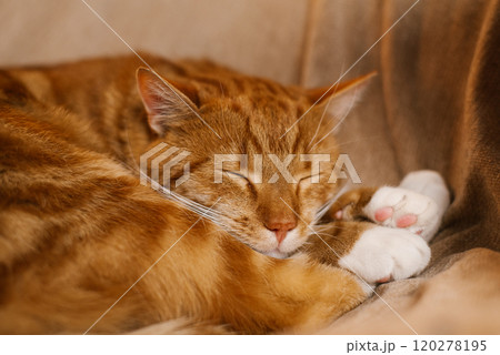 Cute cat is sleeping on a couch, curled up and has its eyes closed 120278195