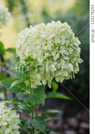 Pale lime with white inflorescences of paniculate hydrangea Pixio in summer Pale lime with white inflorescences of paniculate hydrangea Pixio in summer 120278203