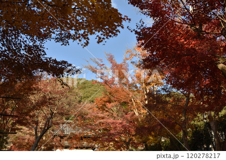 興聖寺山門と琴坂のモミジ(京都府宇治市) 120278217