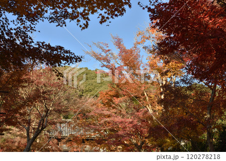 興聖寺山門と琴坂のモミジ(京都府宇治市) 興聖寺山門と琴坂のモミジ(京都府宇治市) 120278218