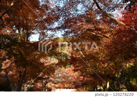 興聖寺山門と琴坂のモミジ(京都府宇治市) 興聖寺山門と琴坂のモミジ(京都府宇治市) 120278220